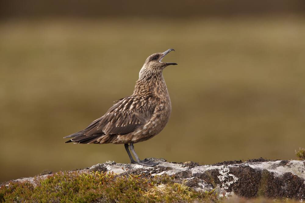 The Great Skua, or 'bonxie', is one of the Hebrides' most iconic seabirds but is now at risk from avian flu. NO F26 Great_Skua. Photograph: Erni Shutterstock.