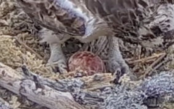 Season’s first egg from Loch Arkaig ospreys hatches