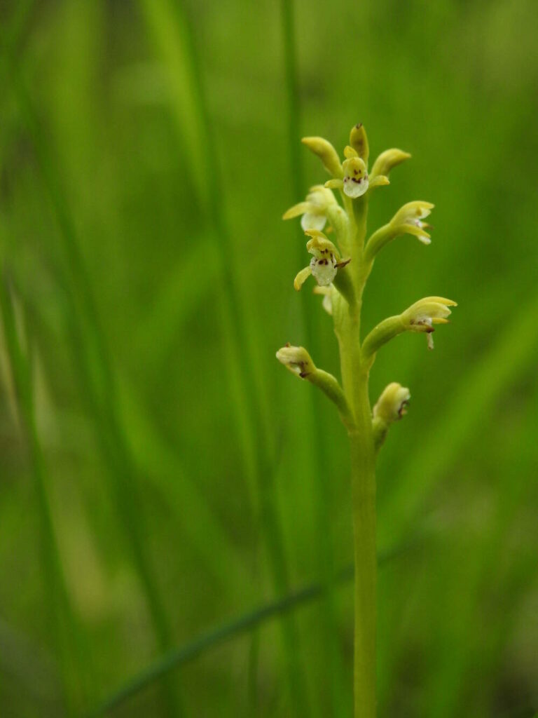 Rare orchid discovered in Lochalsh after 250-year gap