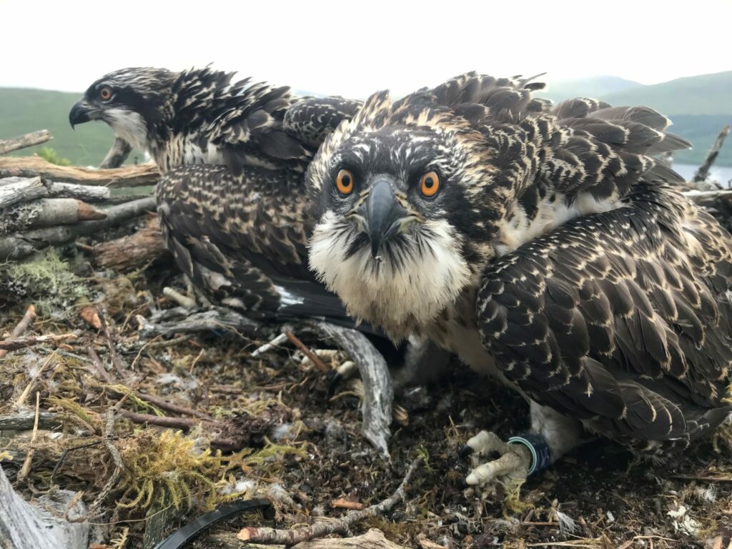 Meet Loch Arkaig’s new osprey chicks Willow and Sarafina