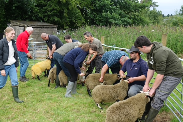 Plenty of activity on view as sheep are prepared for judging at West Ardnamurchan Show last week. NO F30 West Ardnamurchan Show Preparing the sheep for judging