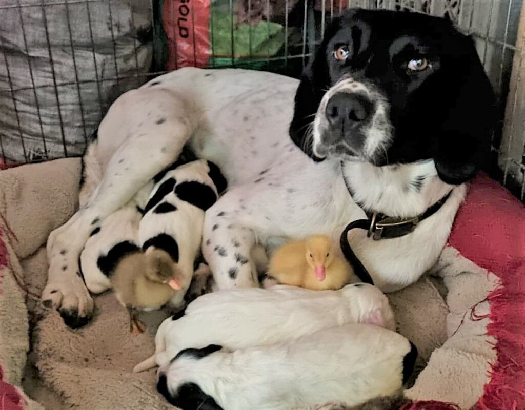 New mum Galaxy proudly shows off her new brood of puppies...and ducklings! Photograph: Gary Burton. NO F31 Burton puppies 01