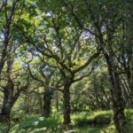 Oak and birch woodland at Glencripesdale. Photograph: Andy Robinson. NO-F31-Morvern-reserve-Oaksbirch-Glencripesdale-July2021-Credit-Andy-Robinson-