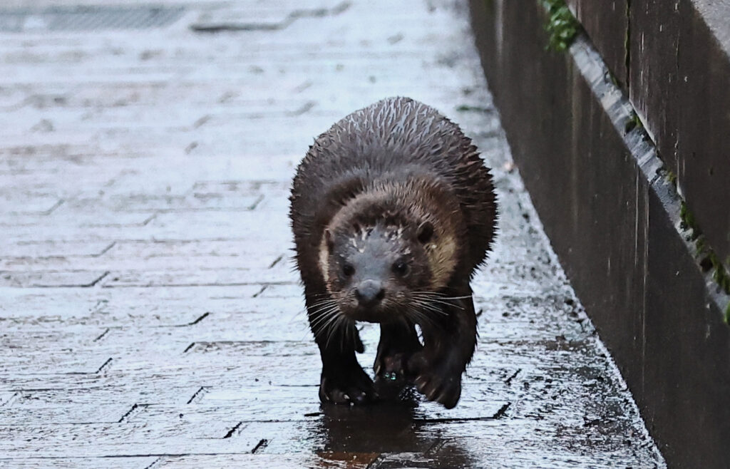 Plea to stay away from Oban otter The Oban Times