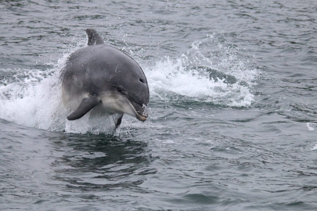 Hebridean Whale and Dolphin Trust in running for RSPB award Hebridean Whale and Dolphin Trust in running for RSPB award