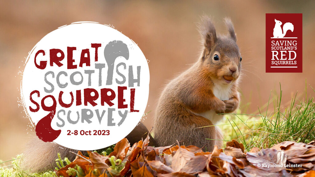 Get involved in the fifth Great Scottish Squirrel Survey Get involved in the fifth Great Scottish Squirrel Survey