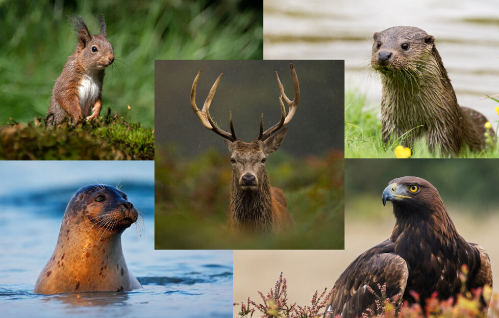 Scotland's Big Five