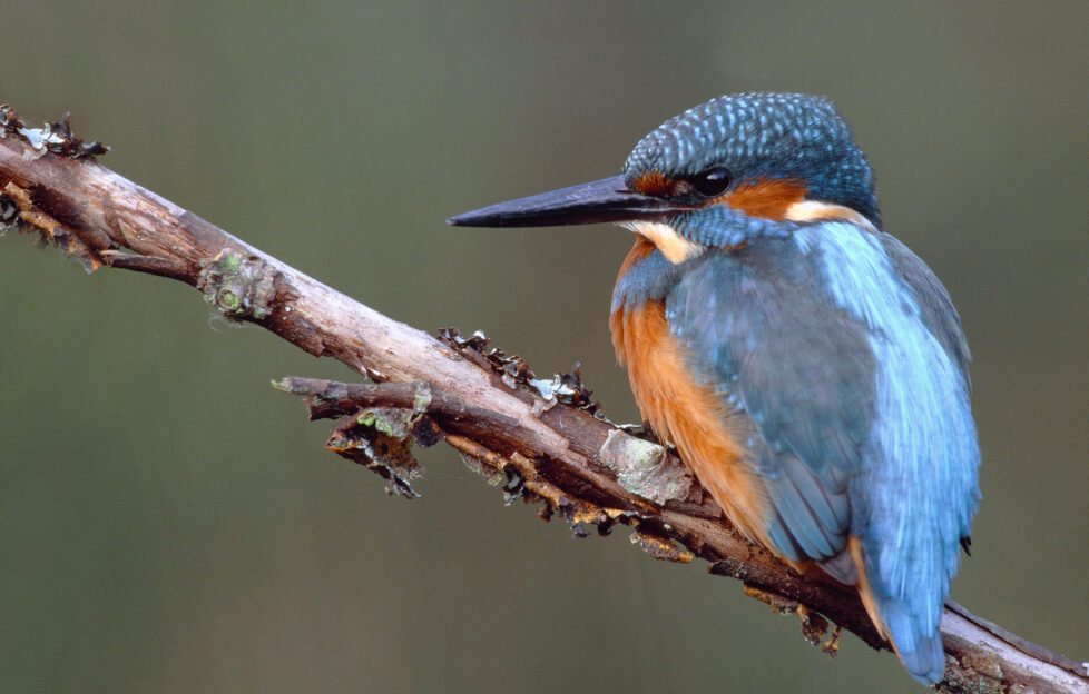 kingfisher