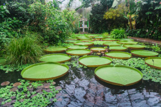 Water lilies in pond in greenhouse. Royal Botanic Garden Edinburgh