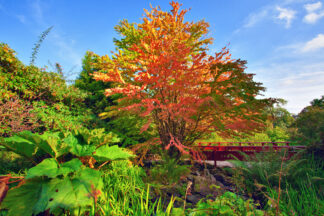 red wooden bridge at the Chinese park. Royal Botanic Garden Edinburgh