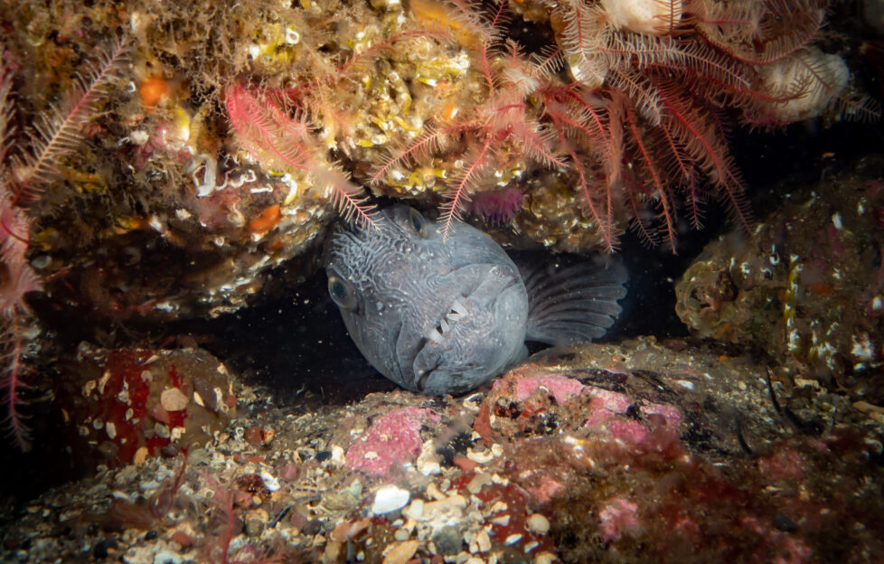 Wolffish in Scotland's Underwater world