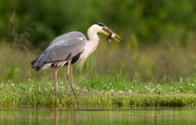 Grey heron with fish in mouth