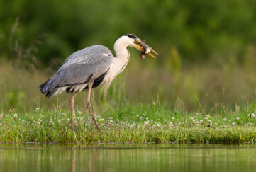 Grey heron with fish in mouth