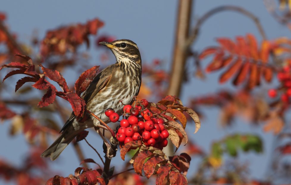 A Beautiful Redwing (turdus,Iliacus) Feeding On Rowan Tree Berries