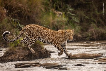 A leopard walks across a jungle river via fallen log. It is a stunning creature.