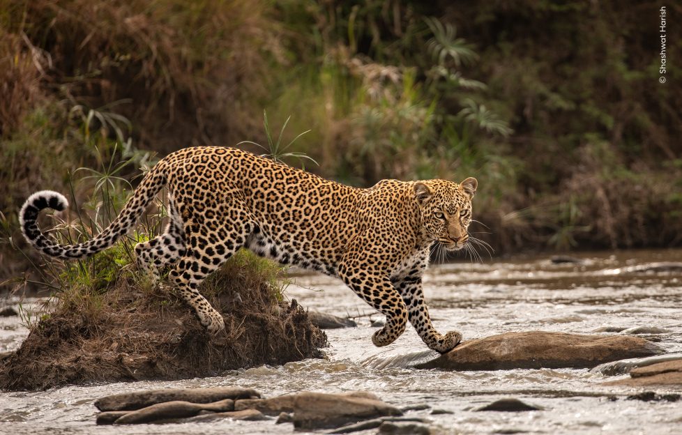 A leopard walks across a jungle river via fallen log. It is a stunning creature.