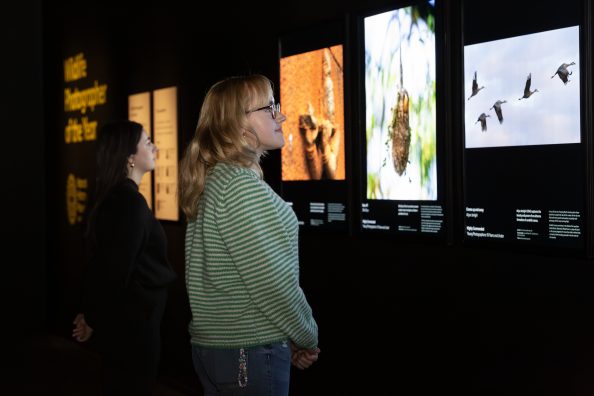 Woman visiting gallery is looking at the images. She is wearing a green striped jumper and glasses and is looking at a picture of birds in flight.