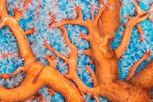 An aerial shot of coral reef and sea creatures with a tiny orange fish almost blending in to the coral. The coral is bright orange against a turquoise backdrop with tiny white sea stars around.