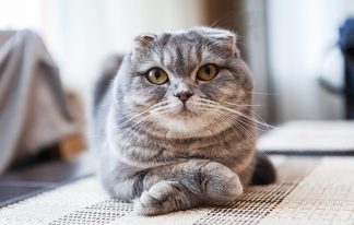 A popular Scottish pet breed, the Scottish fold cat