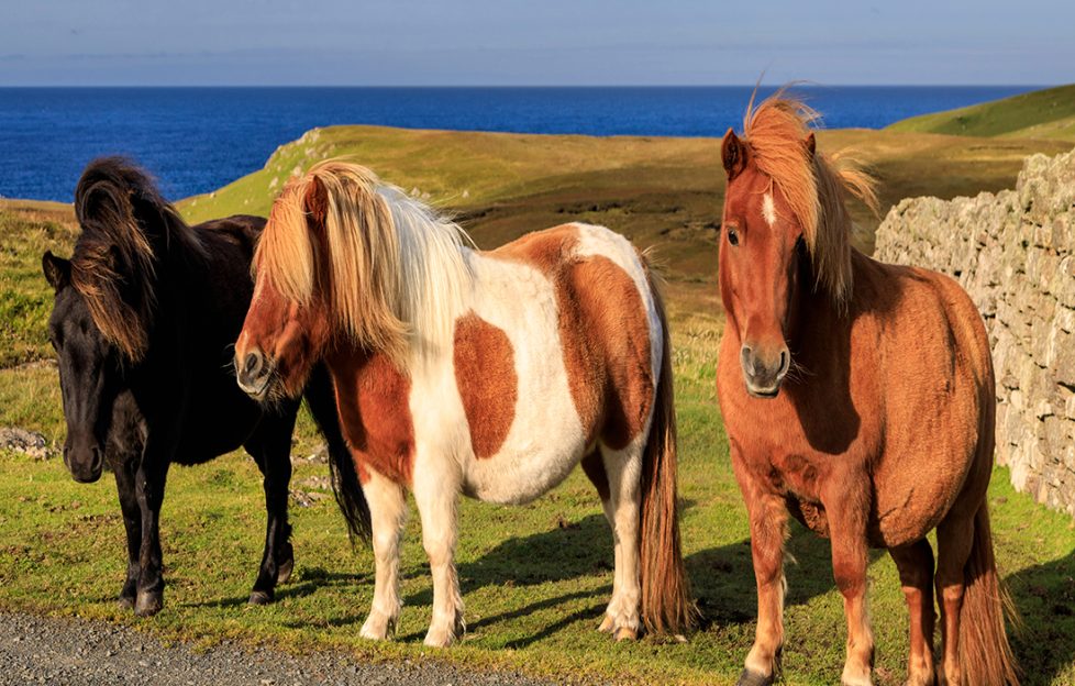 Shetland Pony, a popular Scottish breed