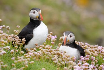 Spot Puffins In Scotland like these two. Two puffins, one standing and one sat on the grassy hillside within some pink sea thrift.