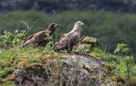 White-tailed Eagles Care For Injured Chick image shows chick and one of the parents sitting in their nest on the Isle of Mull.