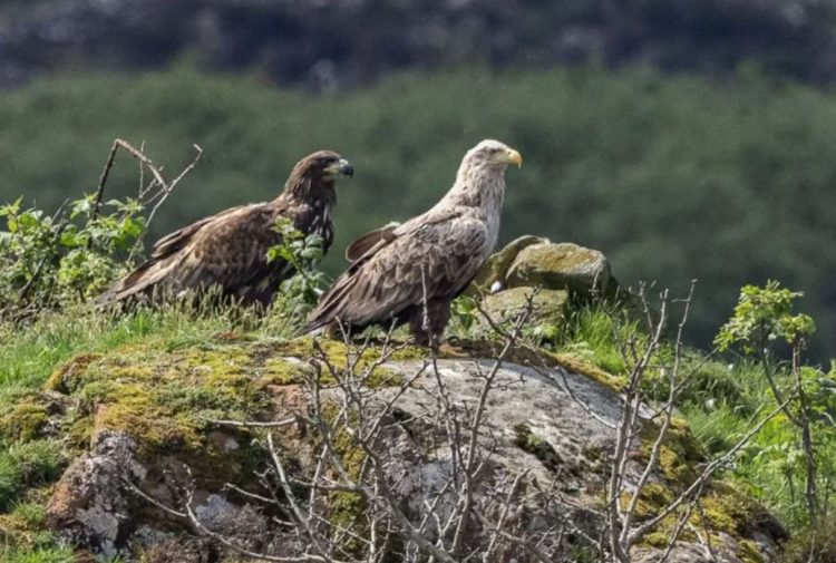 White-tailed Eagles Care For Injured Chick image shows chick and one of the parents sitting in their nest on the Isle of Mull.