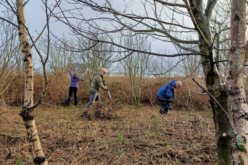 Conservation volunteers clearing woodland to make way for new planting on Gigha.