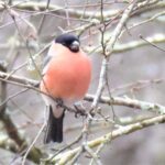 This week's photograph of a plump little bullfinch was sent in by Graham Hall, from near Carlisle in Cumbria.