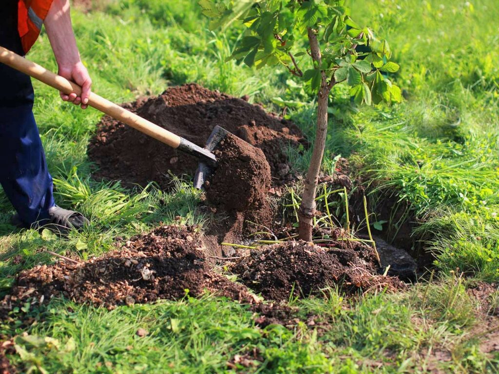 If one of your gardening new year's resolutions was to plant a tree, then now is the time to make that thought become a reality.