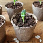 Sowing indoors is a better option at this time of year; paper and cardboard pots can be packed snugly in a tray which avoids over handling and makes them easy to water.