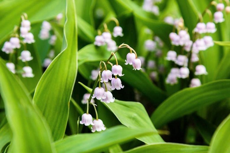 Lily of the valley are very low maintenance and are beautifully fragrant with creamy white bell-shaped nodding flowers.
