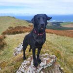 Annette McMillan from Stewarton sent in this photograph of her two-year-old black Labrador Cherry enjoying her walk up by Killypole Loch, with views of Islay and Jura in the background.