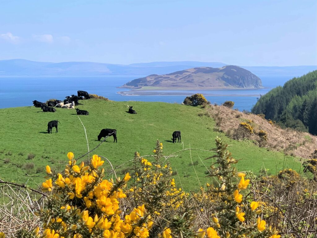 Lizzie Jasper took this week's photograph of cows grazing with Davaar Island in the background.