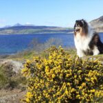 This week's photograph, sent in by Marilyn Shedden from Muasdale, shows her rough collie Jazz enjoying his holidays on Arran a few weeks ago.