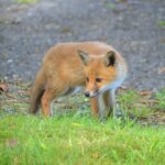 Regular Photograph of the Week contributor and keen nature photographer John Anderson sent in this week's shot of a fox cub in the shrubbery near his Moss Road house.