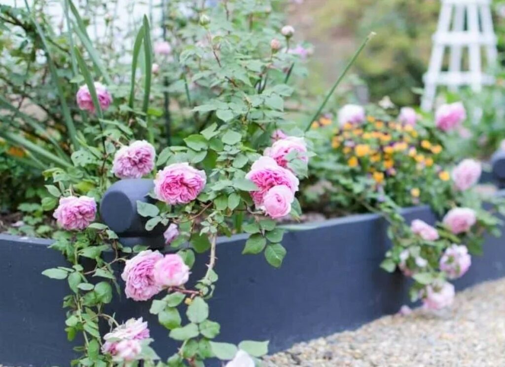 Raised beds are easier to manage and keep weed-free, compared with planting directly into the soil.