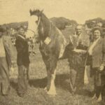 In 1952: Mr William Smith, Barrmains, is seen holding the Clydesdale trophy which he received from Mrs A Smith whose husband, Mr Andrew Smith, Drumore, was president of the Kintyre Agricultural Society and is seen on the extreme left of the picture.