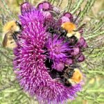 When submitting this week's photograph of the week, taken at Carradale on May 26, Elspeth M Christie said: 'I am hoping that thistle bee a winner!'