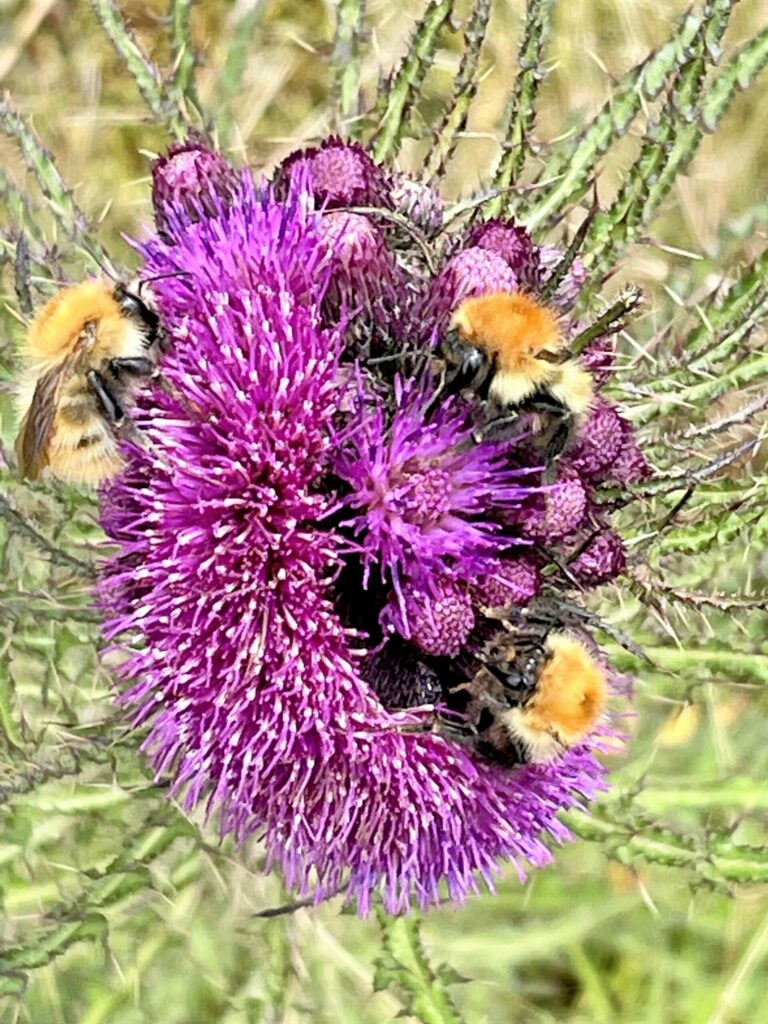 When submitting this week's photograph of the week, taken at Carradale on May 26, Elspeth M Christie said: 'I am hoping that thistle bee a winner!'