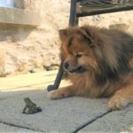 This week's photograph of Cosmo the Pomeranian and his frog buddy was sent in by Mark Weir who lives near Tayinloan.