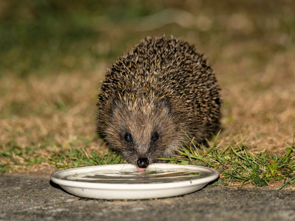 Helping hedgehogs in hot weather