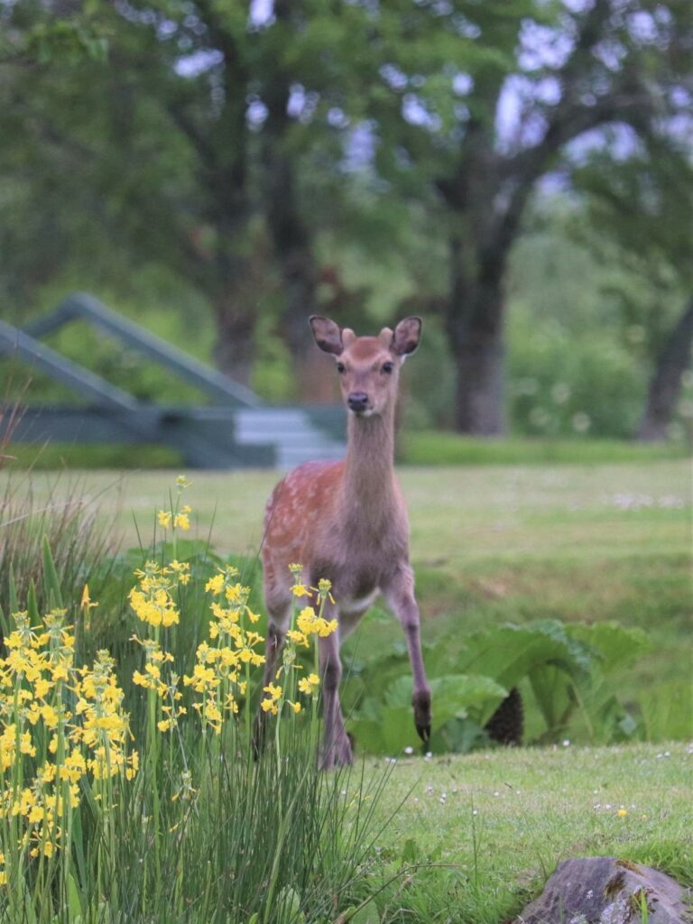 This week's photograph shows a regular visitor to Courier reader Mark Weir's garden near Tayinloan.