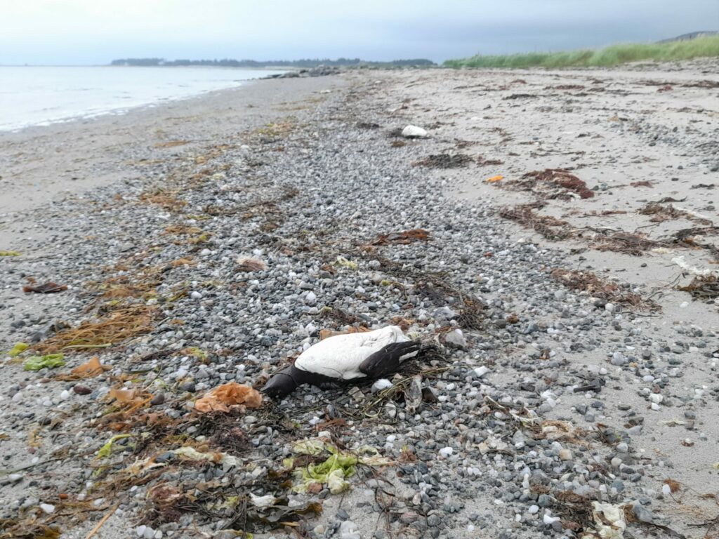 Dead birds, like these at Tayinloan, are causing concern to beach-goers.