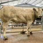 Champion calf from D W Semple & Son, Dippen Farm, Carradale, a CharX heifer, which sold for £2,080 to C & K Malone, Pitcairn, Cardenden.