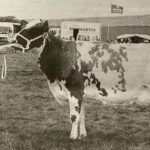 1997: Jimmy Barr of J & M Barr, Clochkeil, with six-year-old Calderglen Norfolk link, winner of this year’s Campbeltown Creamery Cup for overall winner in the dairy section at Kintyre Agricultural Society Show.