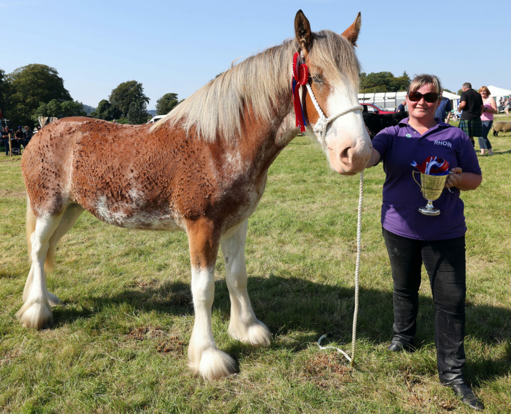 Kintyre Clydesdale is Mid Argyll Show’s supreme champion