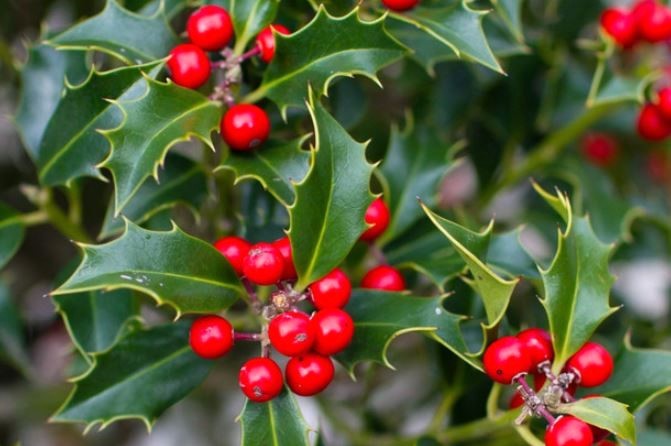 Gardening: Have a green Christmas Gardening: Have a green Christmas