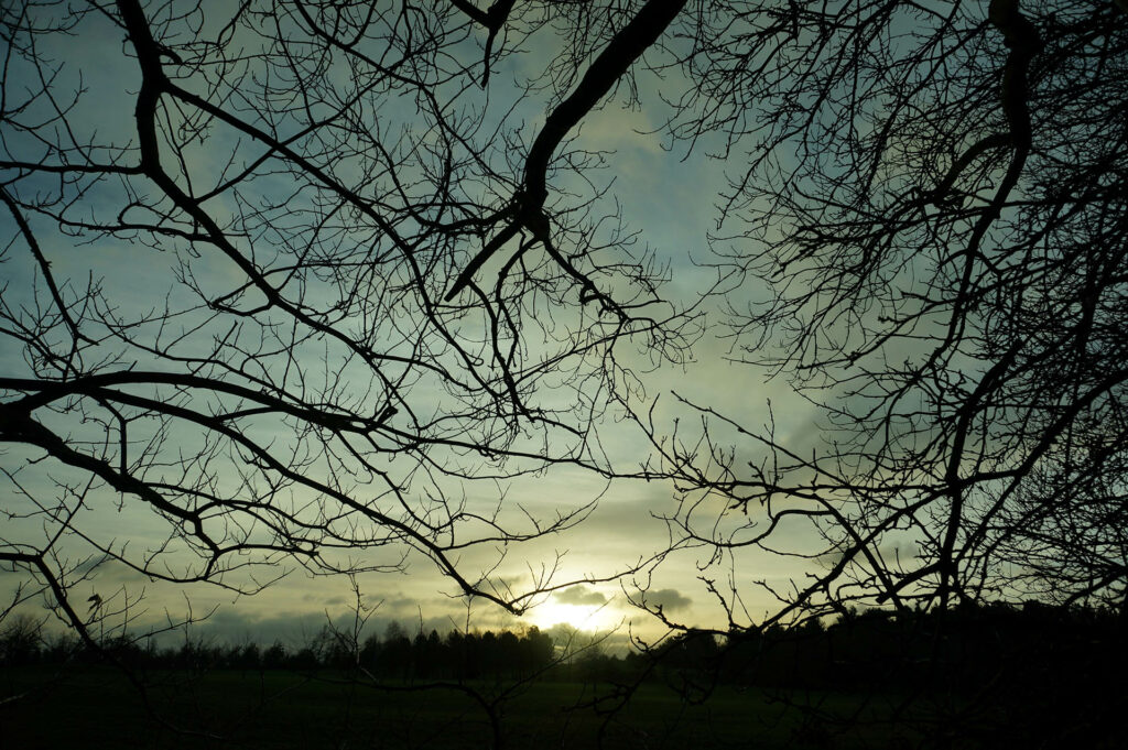 Wintry sunset, tree branches silhouetted
