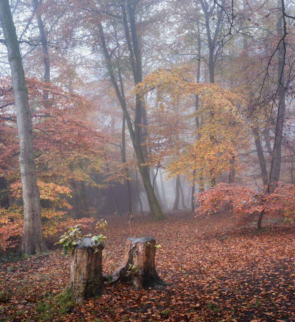 Misty woodland with Autumn colours in The Lickey Hills Country Park, Worcestershire.; 